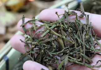 螃蟹腳茶哪些人不能喝？螃蟹腳茶哪些人能喝