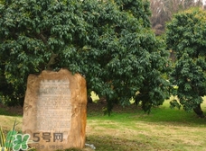 掛綠為什么只有一株？掛綠荔枝為什么不多種？
