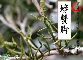 螃蟹腳茶哪些人不能喝？螃蟹腳茶哪些人能喝