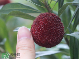 楊梅放冰箱能放幾天？楊梅可以放冰箱嗎？