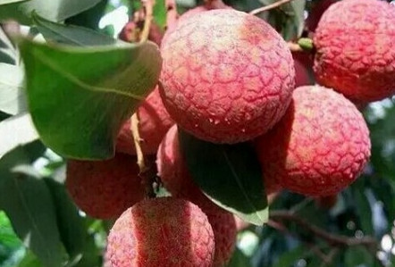 黑葉荔枝好吃嗎？黑葉荔枝多少錢一斤2017？