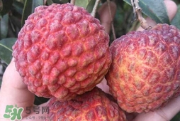 荔枝王是什么品種？荔枝王多少錢一斤2017？