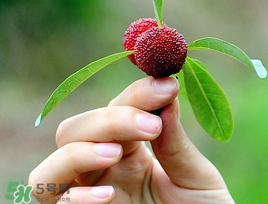 楊梅和花生能一起吃嗎？吃了楊梅還能吃生花生嗎？
