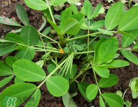 六月份還可以種花生嗎？六月份種花生可以嗎？