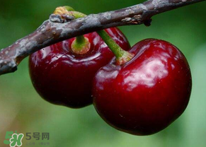 六月份還有櫻桃嗎？6月還有櫻桃嗎？