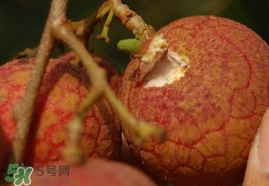 荔枝王的產(chǎn)地是哪里？荔枝王產(chǎn)地在哪兒