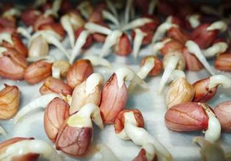 六月份還可以種花生嗎？六月份種花生可以嗎？