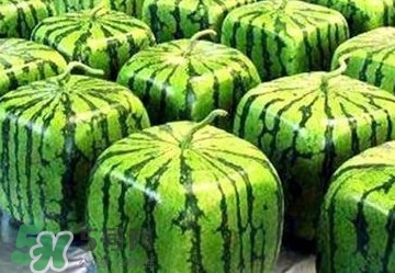 方形西瓜多少錢一斤2017？ 方形西瓜模具一個(gè)多少錢