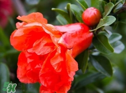 石榴花花語代表什么意思？石榴花花語是什么意思