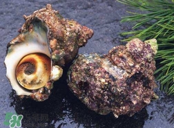 海螺怎樣吃才正確圖解？海螺哪里不能吃圖示