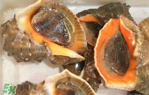 海螺是發(fā)物嗎？海螺是不是發(fā)物