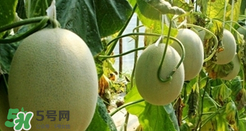 甜瓜怎么挑？甜瓜挑選方法