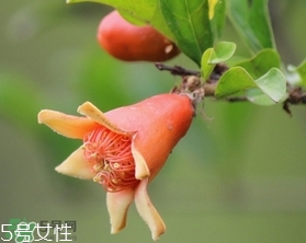 石榴花有毒嗎？石榴花能吃嗎？