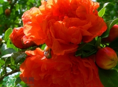 石榴花花語代表什么意思？石榴花花語是什么意思