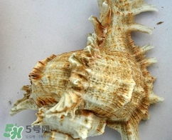 海螺是寒性的嗎？海螺是熱性還是涼性的