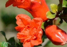石榴花花語代表什么意思？石榴花花語是什么意思