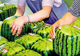 方形西瓜多少錢一斤2017？ 方形西瓜模具一個(gè)多少錢