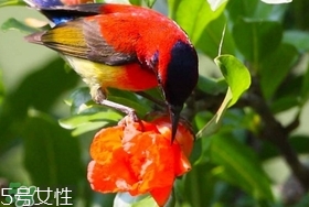 石榴花有毒嗎？石榴花能吃嗎？