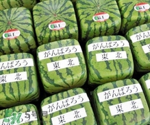 方形西瓜是如何種出來的？方形西瓜是怎么長成的