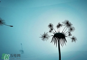 蒲公英開花了還能吃嗎？蒲公英開花的好還是不開花的好？