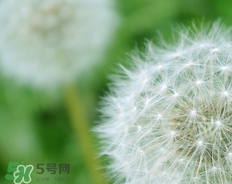 蒲公英開花了還能吃嗎？蒲公英開花的好還是不開花的好？