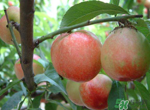 油桃和西紅柿能一起吃嗎？毛桃和西紅柿能一起吃嗎？