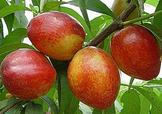 油桃和西紅柿能一起吃嗎？毛桃和西紅柿能一起吃嗎？