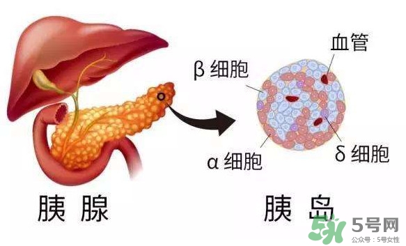 胰島素為什么不能口服？胰島素有什么副作用