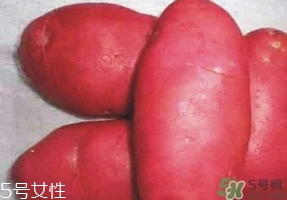 紅土豆是轉(zhuǎn)基因的嗎？紅土豆和正常土豆的區(qū)別