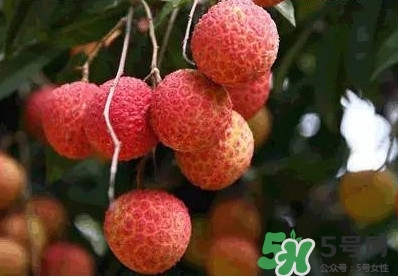 糯米糍荔枝多少錢一斤2017？糯米糍荔枝市場(chǎng)價(jià)格
