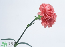 父親節(jié)可以送康乃馨嗎？父親節(jié)送康乃馨好不好？