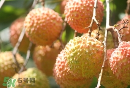 桂味荔枝和妃子笑哪個好吃？桂味荔枝和妃子笑區(qū)別