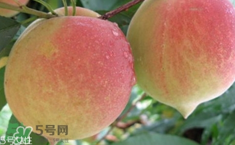 鷹嘴桃多少錢一斤2017？鷹嘴桃市場價格