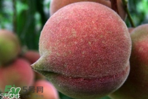 九仙桃怎么保鮮？九仙桃可保鮮多長(zhǎng)時(shí)間