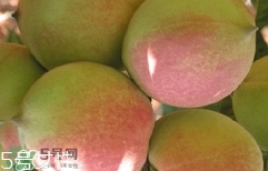 鷹嘴桃種植應(yīng)注意哪些？鷹嘴桃什么時間修剪