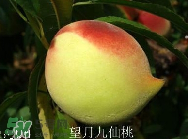 九仙桃什么時候成熟？九仙桃什么時候上市