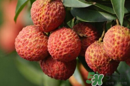 糯米糍荔枝產(chǎn)地是哪里？糯米糍荔枝上火嗎
