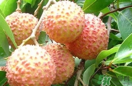 桂味荔枝多少錢(qián)一斤2017？桂味荔枝價(jià)格