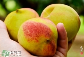 九仙桃什么時候成熟？九仙桃什么時候上市