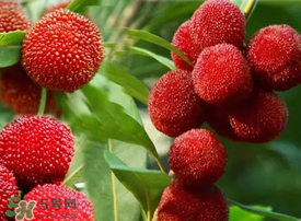 吃楊梅會感染sk5病毒嗎？吃楊梅感染sk5病毒是真的嗎？