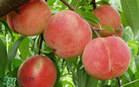 水蜜桃可以和香蕉一起吃嗎？水蜜桃可以跟香蕉同吃嗎？
