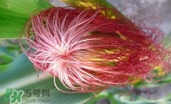 玉米須怎樣保存？玉米須可以曬干保存嗎？