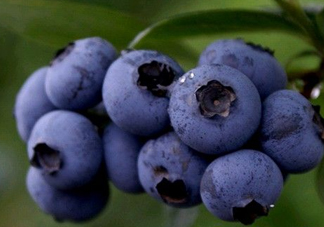 藍(lán)莓熱量高嗎？藍(lán)莓醬熱量高嗎？