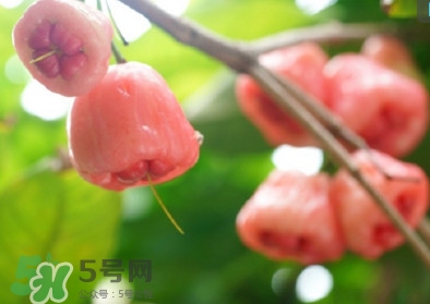 蓮霧什么季節(jié)吃最好？什么品種的蓮霧最好吃