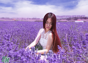 六月份還有薰衣草嗎？6月份哪里有薰衣草？