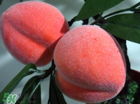 提子和桃子能一起吃嗎？提子和桃子一起吃好嗎？