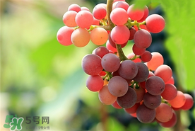 提子一天吃多少？提子一天吃幾個(gè)？