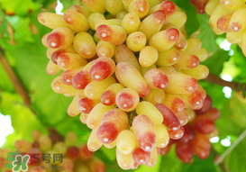 提子一天吃多少？提子一天吃幾個(gè)？