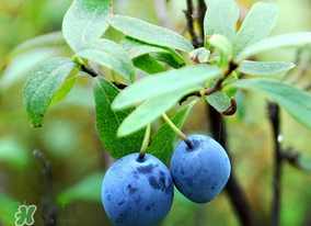 藍(lán)莓熱量高嗎？藍(lán)莓醬熱量高嗎？