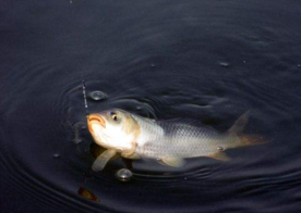 六月份怎么釣鯽魚？6月份釣鯽魚用什么餌料？